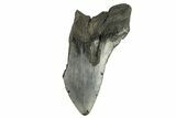 Bargain, Fossil Megalodon Tooth - South Carolina #294426-1